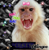crazy monkey