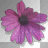 pink flower