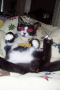 my gangsta kittie!