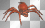 Skull Spider