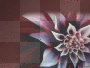 flower background