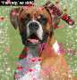 animalluver2