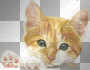 ORANGE KITTY SPARKLE
