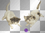 2 KITTENS WITH A BALL