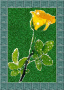 yellowrose yellowrose