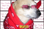 ganster dog