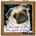 if its not a pug its just a dog