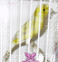 canario