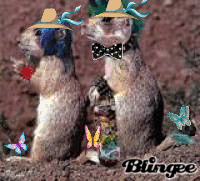 Bushey and Frisky