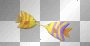 kissing fish