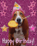 Birthday Dog Birthday Dog