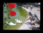Yop con los cisnes