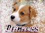 princess dog