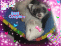 FERRETS
