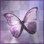 purple butterfly