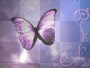 big purple butterfly