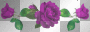 pretty purple border
