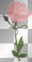 pink rose