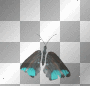 black aqua butterfly