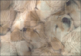 PUPPiES PUPPiES