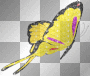 yellow butterfly