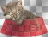 Killer kitten in bowl
