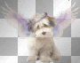Cute Angel Dog