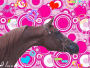 Arabian Horse