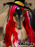 halloween   dog