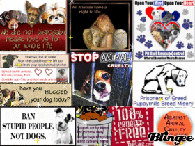 animal cruelty