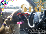 Baxter 2007