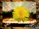 sunrise dandelion