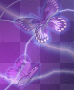 purple butterflies