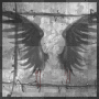 wings
