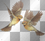 birds