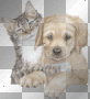 cat dog