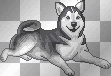 Cute Dog