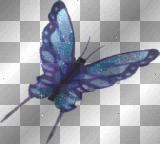 blue butterfly