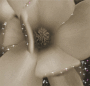 antique flower antique flower