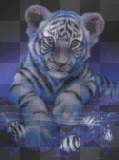 tiger