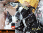 dogs