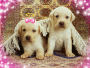 cuki kutyák (sweety dogs)