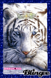beautiful white tiger