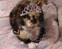 SOOOO CUTE CAMII CAT