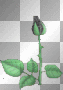brose