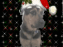 My Doggie