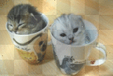 kitty in a cup