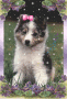 Sheltie Cutie Sheltie Cutie
