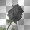 BK ROSE