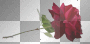large red rose